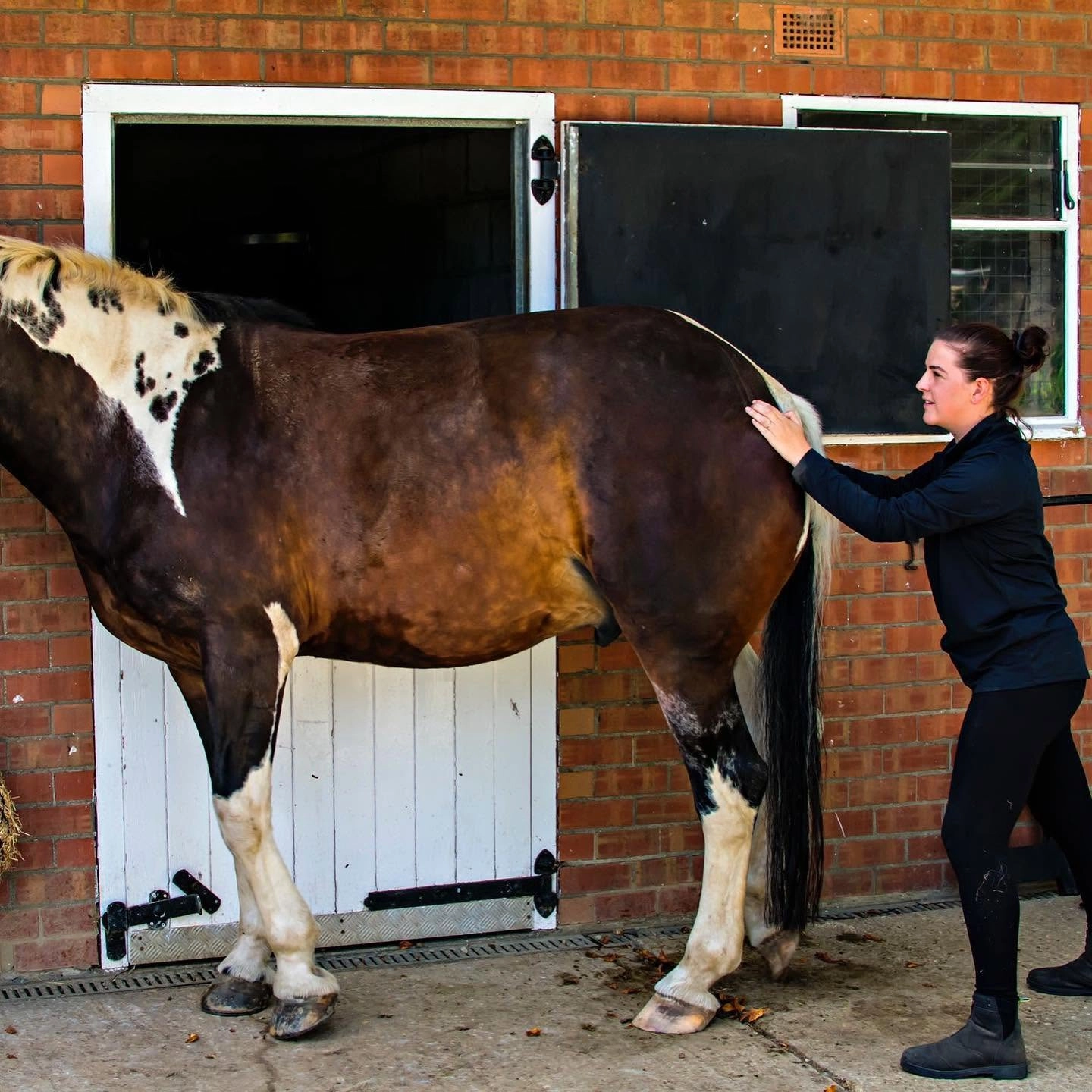 Megan carrying out a hands-on assessment at a horse's hindquarters at a yard
